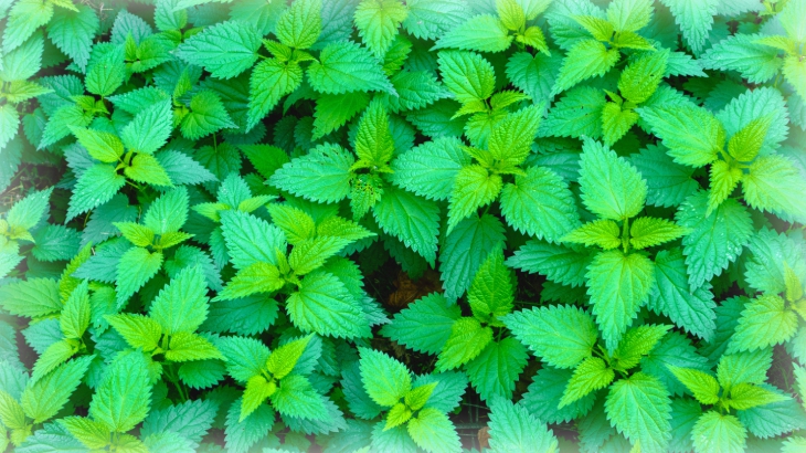 Isırgan Otu Lapası Makat Çatlağı İçin Kullananlar